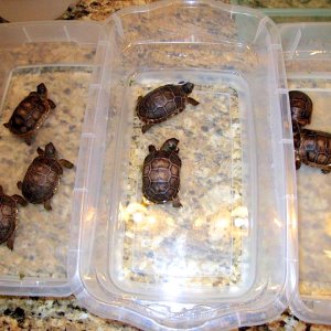 Aldabra Breeders