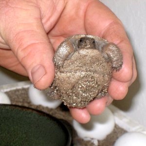 Aldabra Breeders