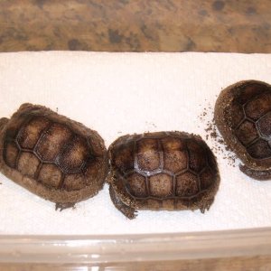 Aldabra Breeders
