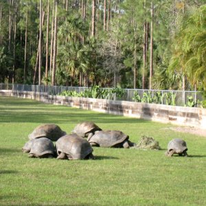 Aldabra Breeders