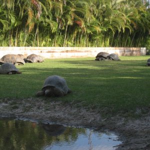 Aldabra Breeders