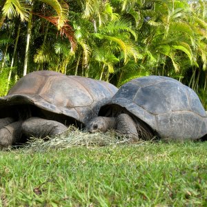 Aldabra Breeders