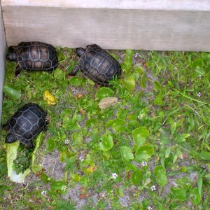 Aldabra Breeders