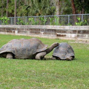 Aldabra Breeders