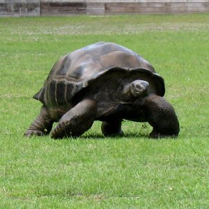 Aldabra Breeders