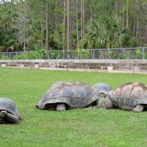 Aldabra Breeders