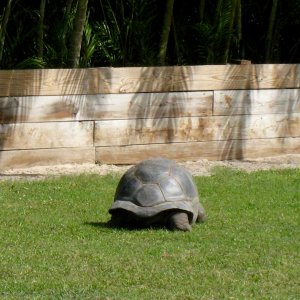 Aldabra Breeders