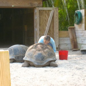 Aldabra Breeders