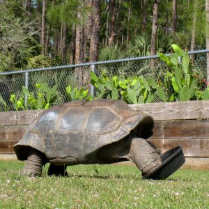 Aldabra Breeders
