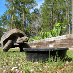 Aldabra Breeders
