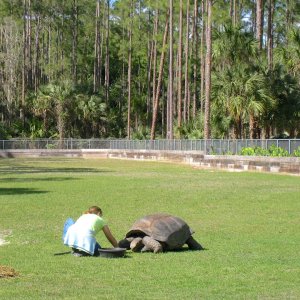 Aldabra Breeders