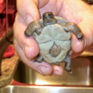 Aldabra Breeders