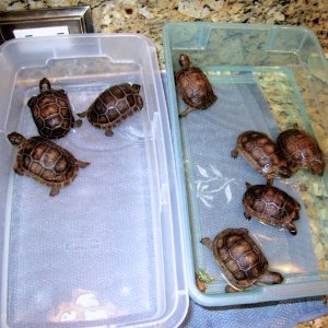 Aldabra Breeders
