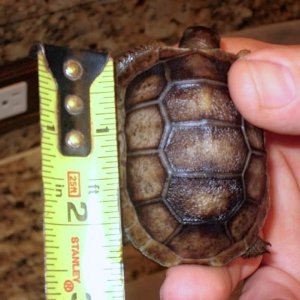 Aldabra Breeders