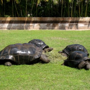 Aldabra Breeders