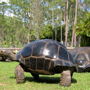 Aldabra Breeders