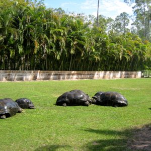 Aldabra Breeders