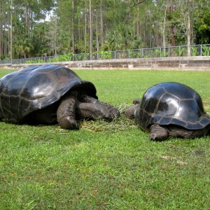 Aldabra Breeders