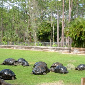 Aldabra Breeders
