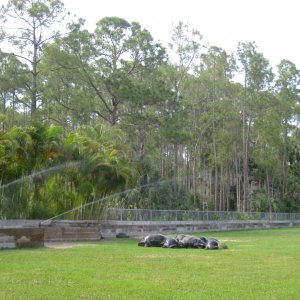 Aldabra Breeders