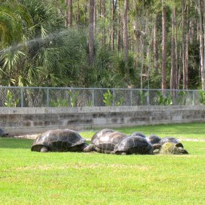 Aldabra Breeders