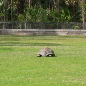 Aldabra Breeders