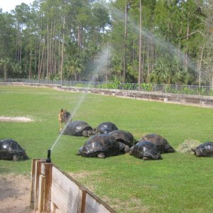 Aldabra Breeders