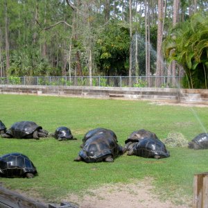 Aldabra Breeders