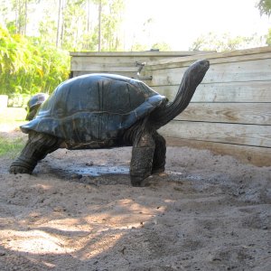 Aldabra Breeders