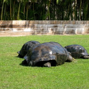 Aldabra Breeders