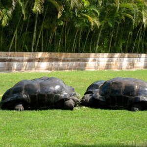 Aldabra Breeders
