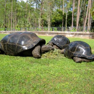 Aldabra Breeders