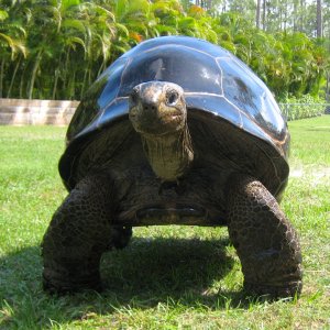 Aldabra Breeders