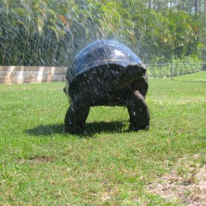 Aldabra Breeders