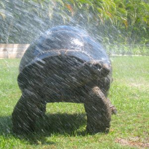 Aldabra Breeders
