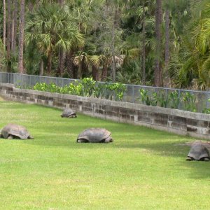 Aldabra Breeders