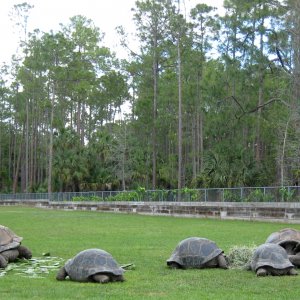 Aldabra Breeders