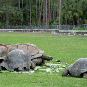 Aldabra Breeders