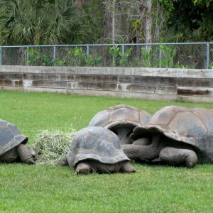 Aldabra Breeders
