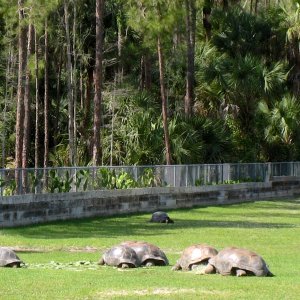 Aldabra Breeders