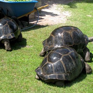 Aldabra Breeders