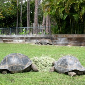 Aldabra Breeders