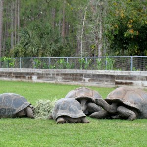 Aldabra Breeders