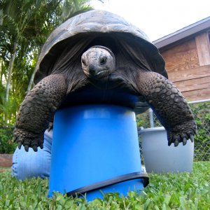 Aldabra Breeders