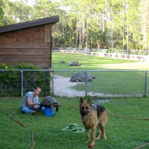 Aldabra Breeders