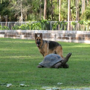 Aldabra Breeders