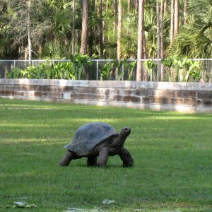 Aldabra Breeders