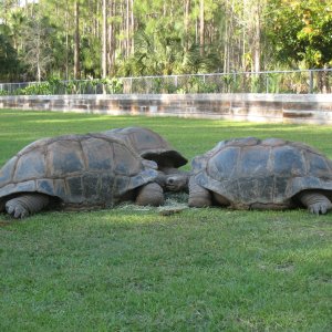 Aldabra Breeders