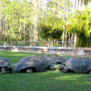 Aldabra Breeders