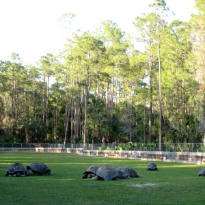 Aldabra Breeders